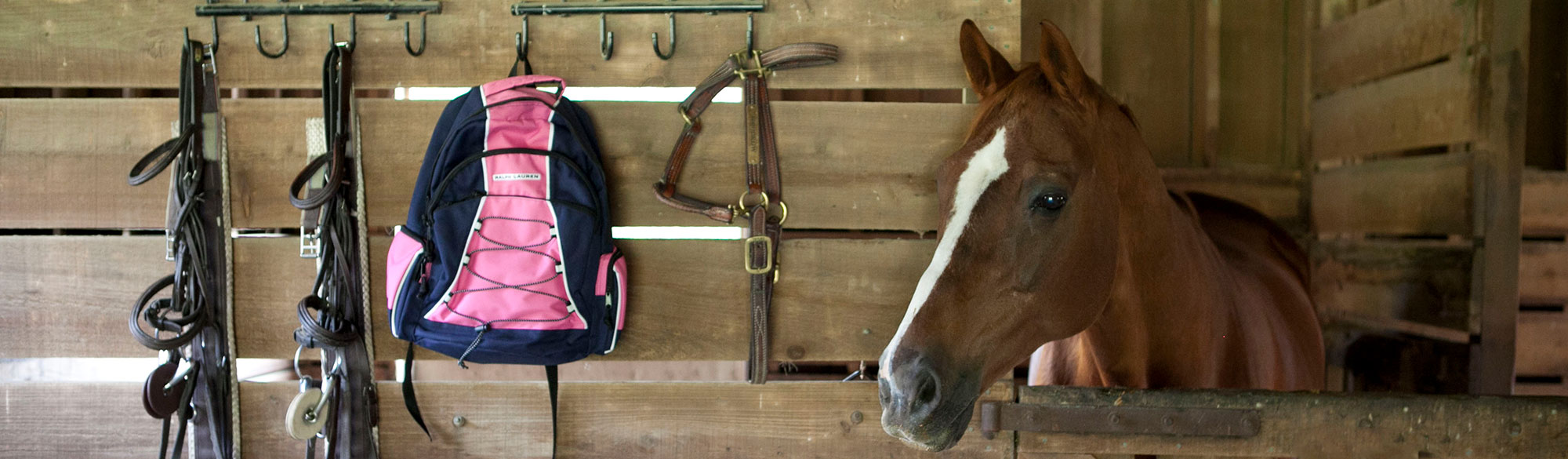 Horse Show Tutor